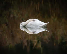 Repos du Cygne