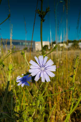 Fleur en ville