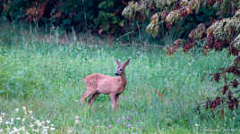 Le petit roi du bocage