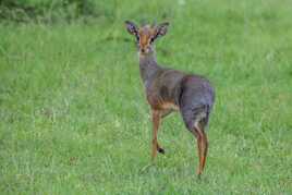 Dik-dik