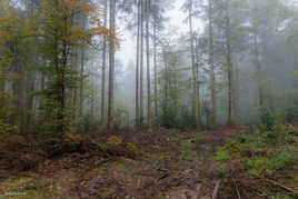 les mystères de la forêt