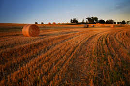 Le Lauragais à l'heure dorée