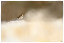 Pipit Farlouse