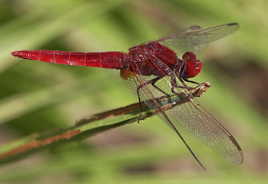 Sympetrum sanguin