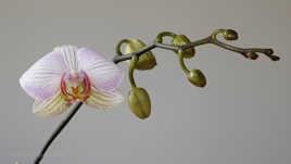 Des fleurs pour vous