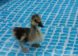 Salut je m'appelle Piou