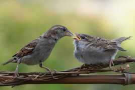 Nourrissage parental !