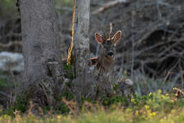 Chevreuil au soir