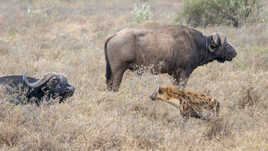 Interactions inter espèces