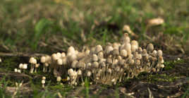 en avant la troupe !!!