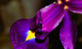 Bel iris mauve éclatant