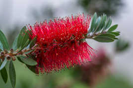 Callistemon