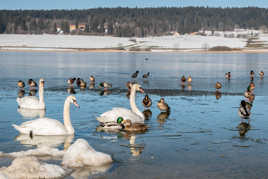 petit bécot sous le regard des cygnes