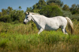 Le camarguais