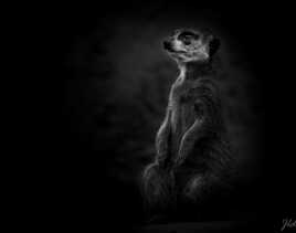 Suricate