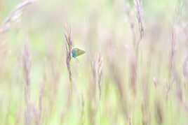 Minimalisme printanier