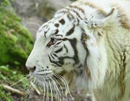 Tigre blanc