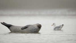 Je n'en ai rien à kicker