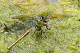 Anax impérator