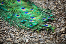 Plume élégante