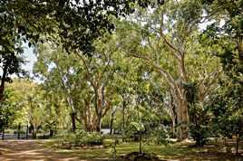 Jardin botanique de Cooktown