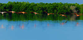 Flamands et Mexicains