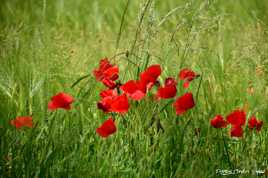 Coquelicots