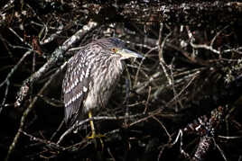 Bihoreau gris juvénile