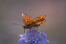 Papillon sur fleur violette