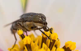 Une mouche, ça trompe!!