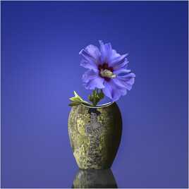 vase Klimt, althéa, fond bleu
