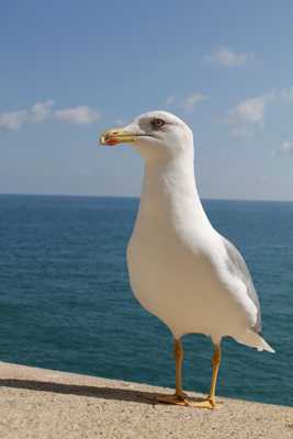 mouette