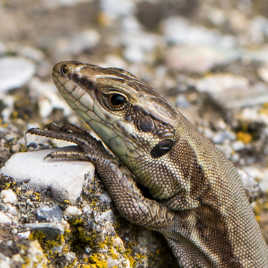 Lézard des murets