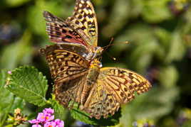 Voulez-vous voler avec moi ?