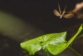 Aire d'atterrissage en vue