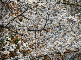 Textures Végétales (9)