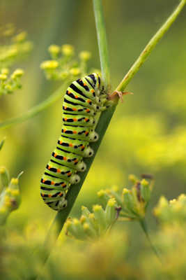 Un Tramway Ecologique