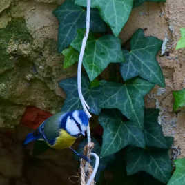 Une note de couleur...