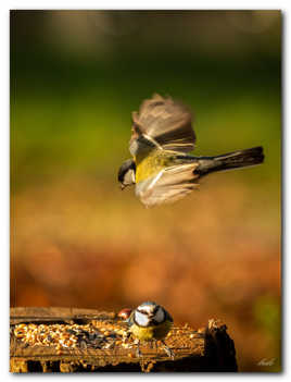 Il est contant,il virvolte