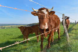 dans l'ombre de maman