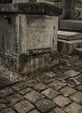 Manger les pissenlits par la racine B