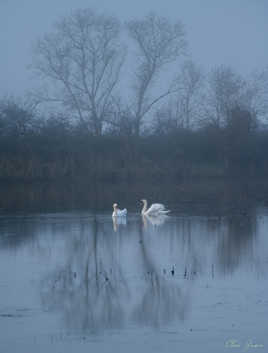 Cygnes de brume