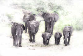 Éléphants d'Afrique