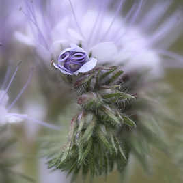 Phacélie ou lutin bleu ?