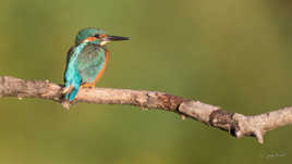 à l'affût d'un poissonnet