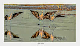 Patinage artistique chez les echasses blanche