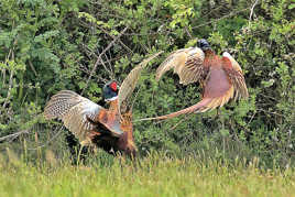 Combat de faisans