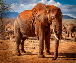 Pachiderme sous le soleil