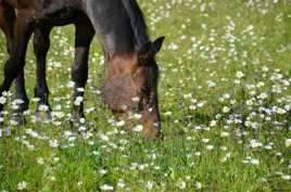 dans un champs de marguerite !!