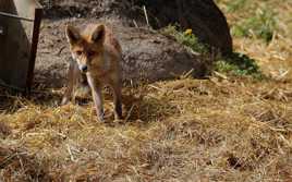 ''LE POULET A DES AILES''